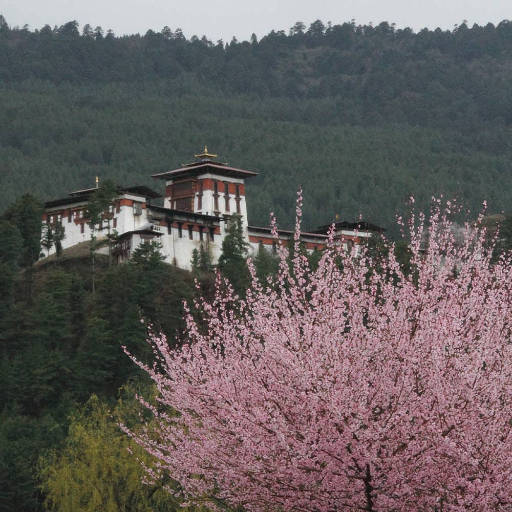 Jakar Dzong rising above pink spring blossoms in Bumthang