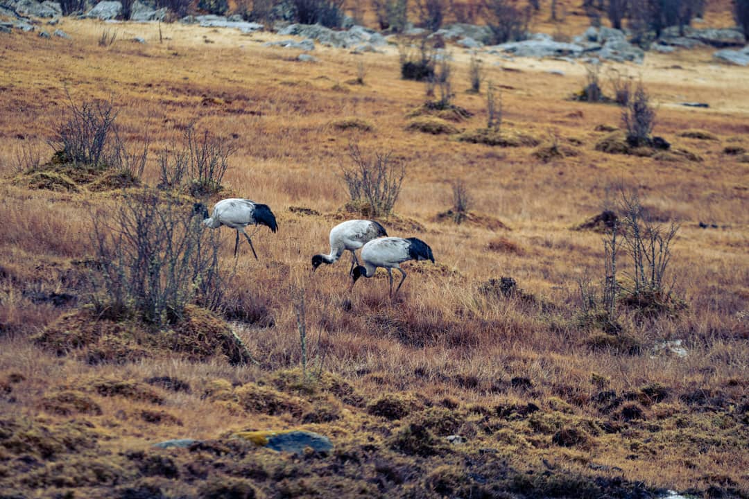 Black-necked cranes moving through the open grassland of Phobjikha Valley