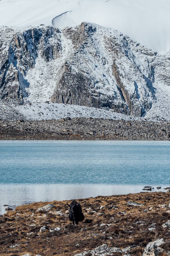 A yak beside a high-altitude lake beneath snow-covered cliffs
