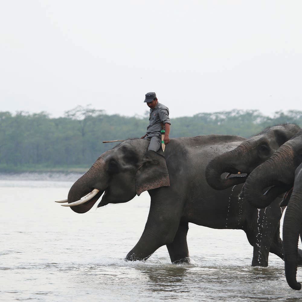 Elephants crossing a river in Royal Manas National Park