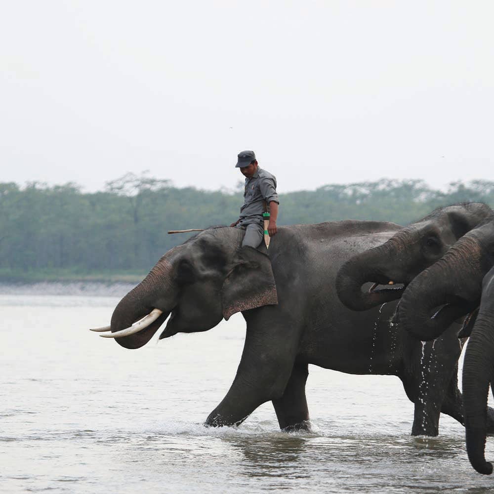 Elephants crossing a river in Royal Manas National Park
