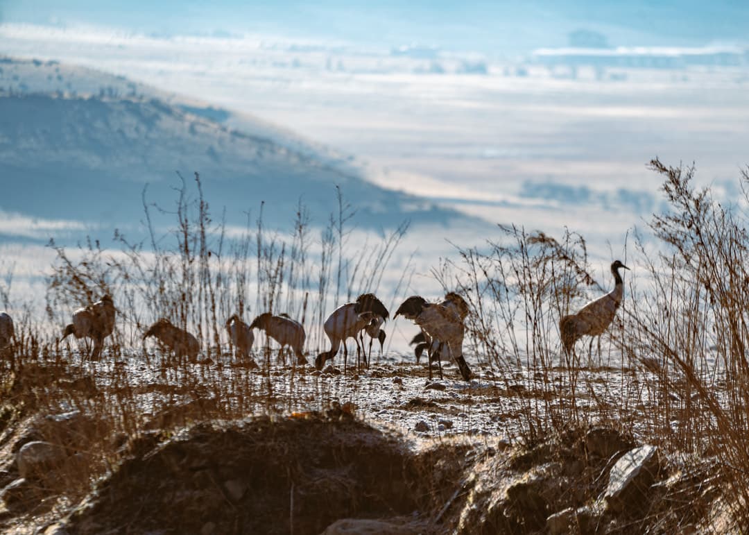 Black-necked cranes feeding in the wetlands of Phobjikha Valley