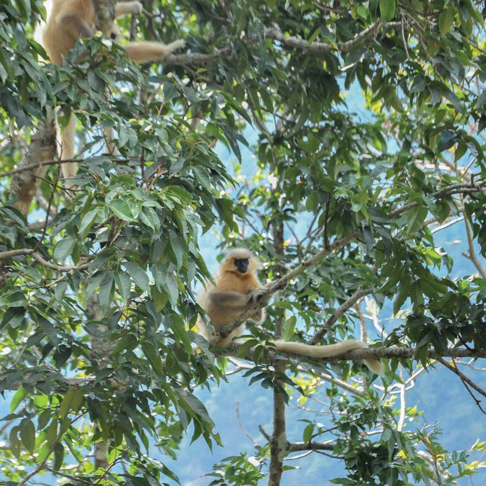 A golden langur moving through the broadleaf forest of Zhemgang